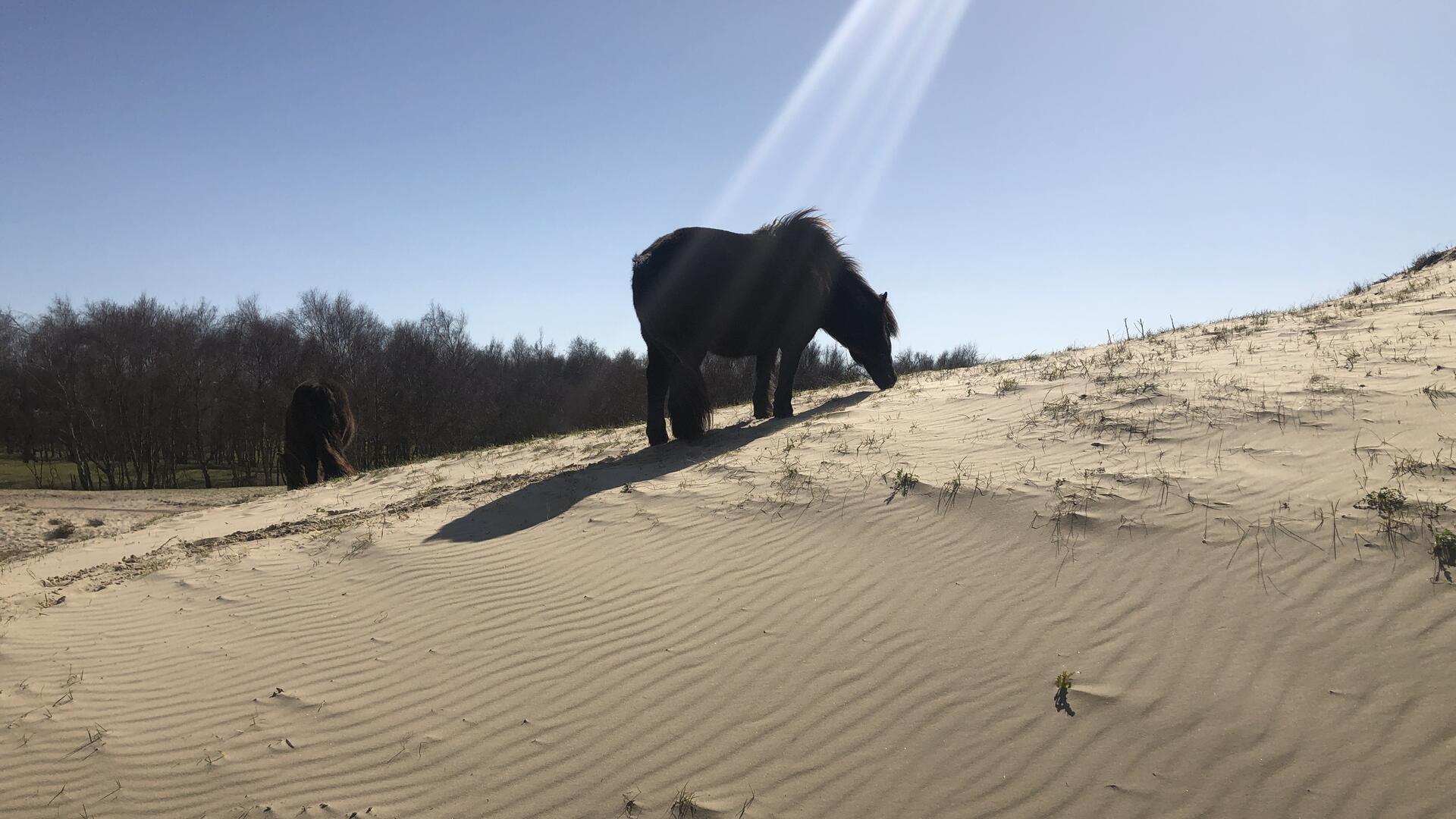 Shetlandponies in de Zeepediunen, Burgh-Haamstede