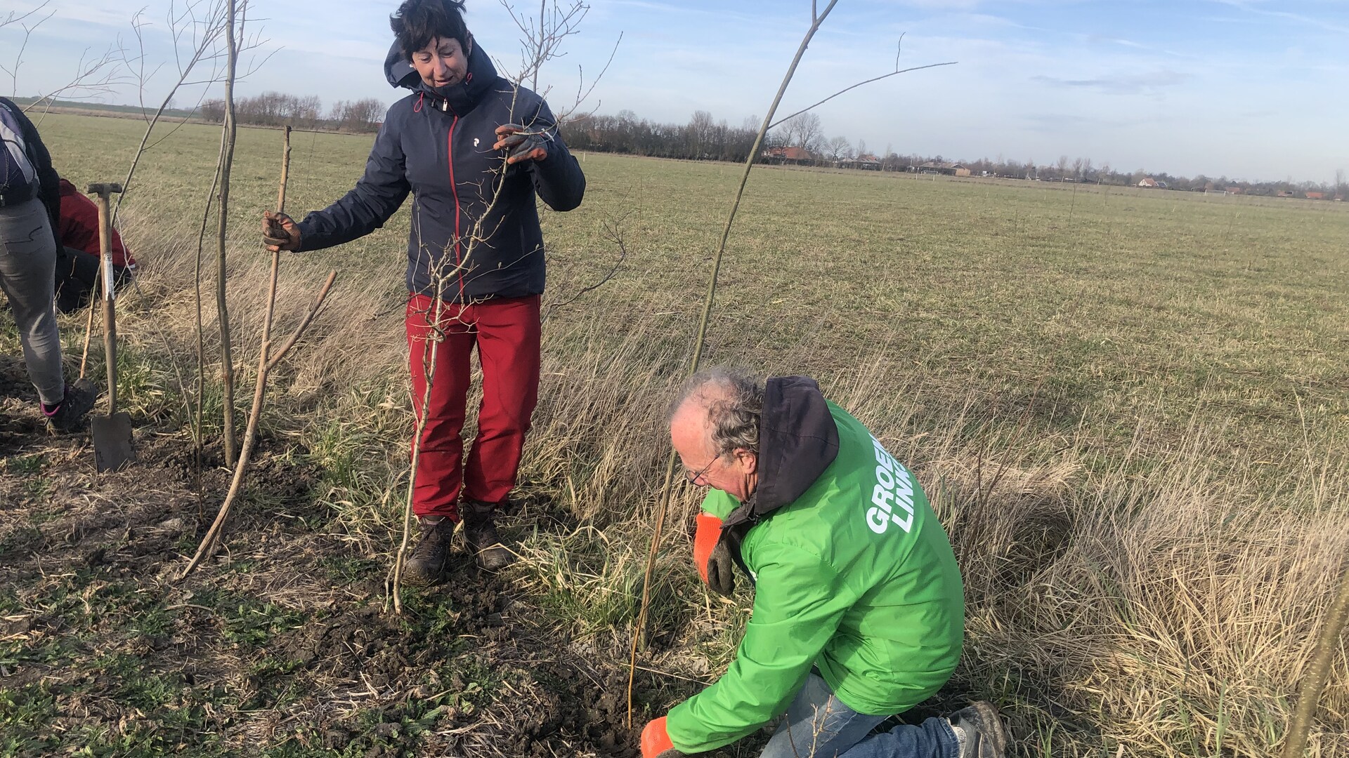 Bomen planten