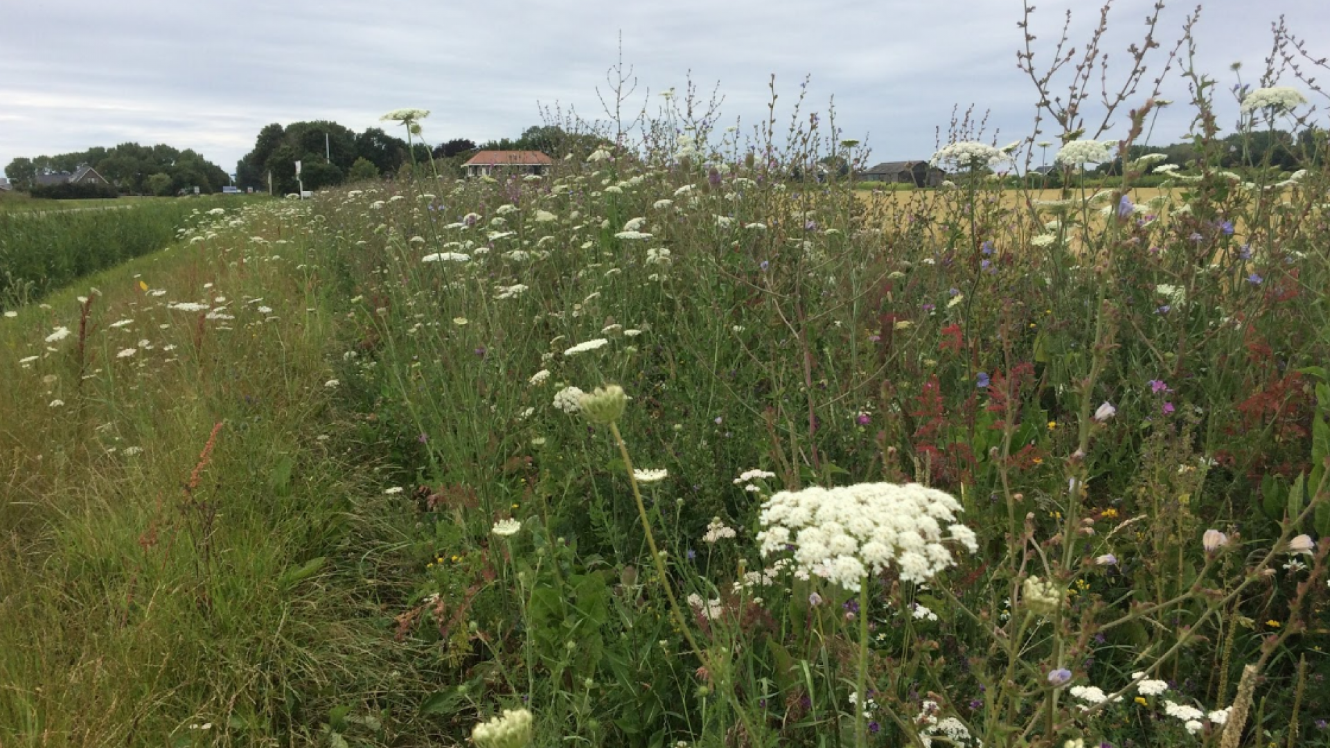 akkerrand op Rusthoeve op Noord Beveland